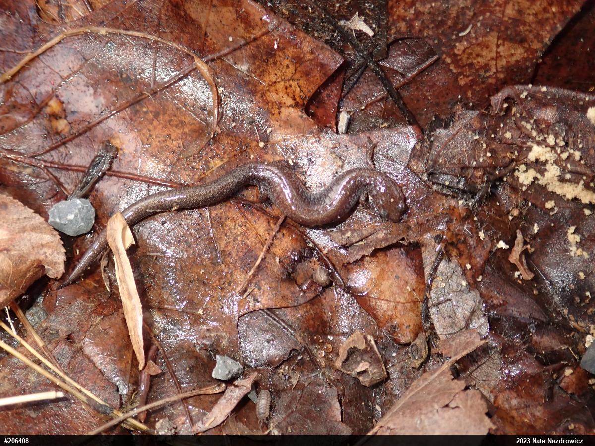 Eastern Red-backed  Salamander