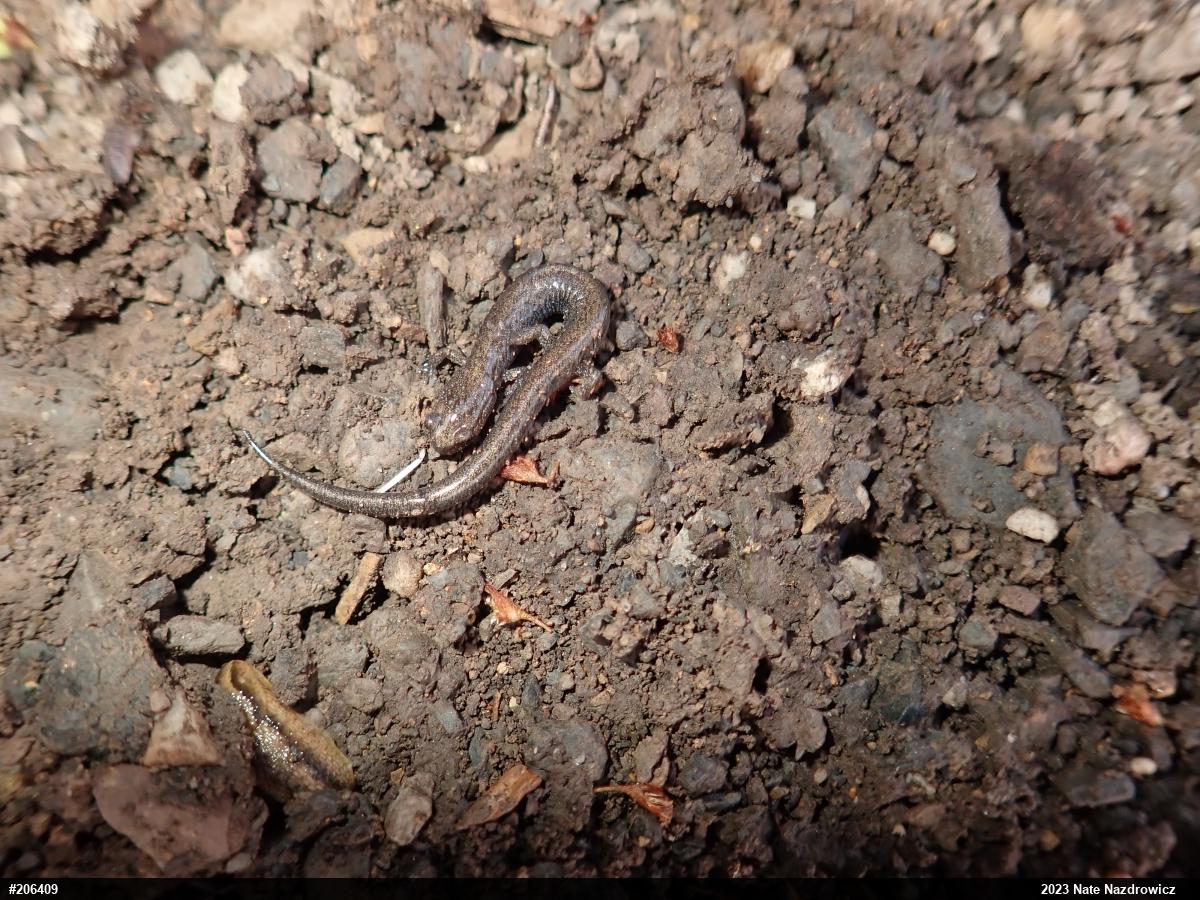 Eastern Red-backed  Salamander