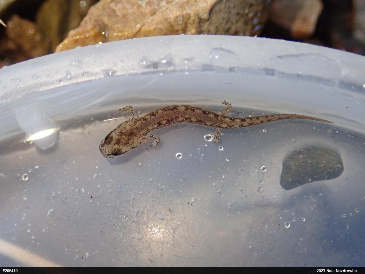 Northern Two-lined Salamander