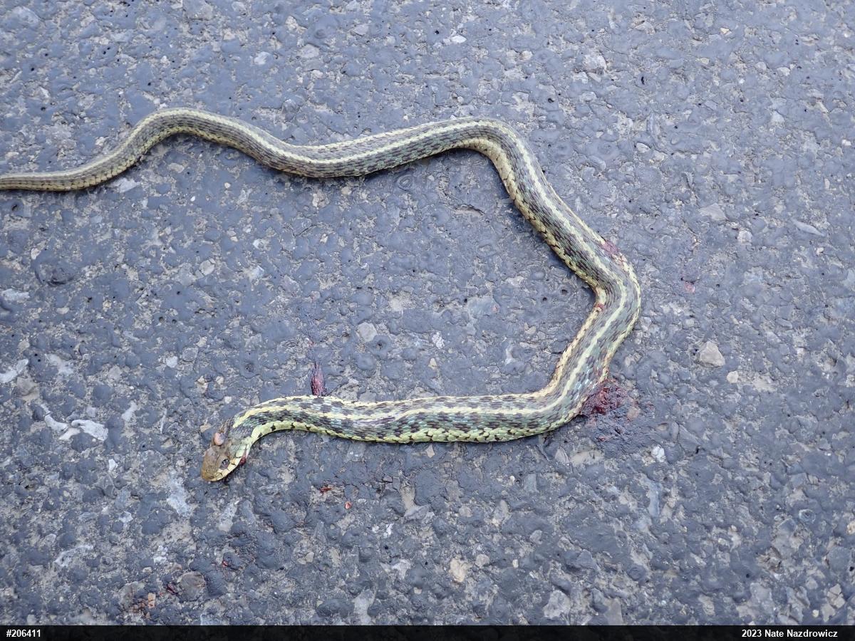 Eastern Gartersnake