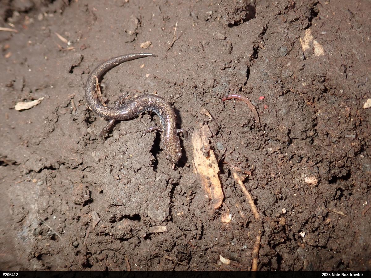 Eastern Red-backed  Salamander