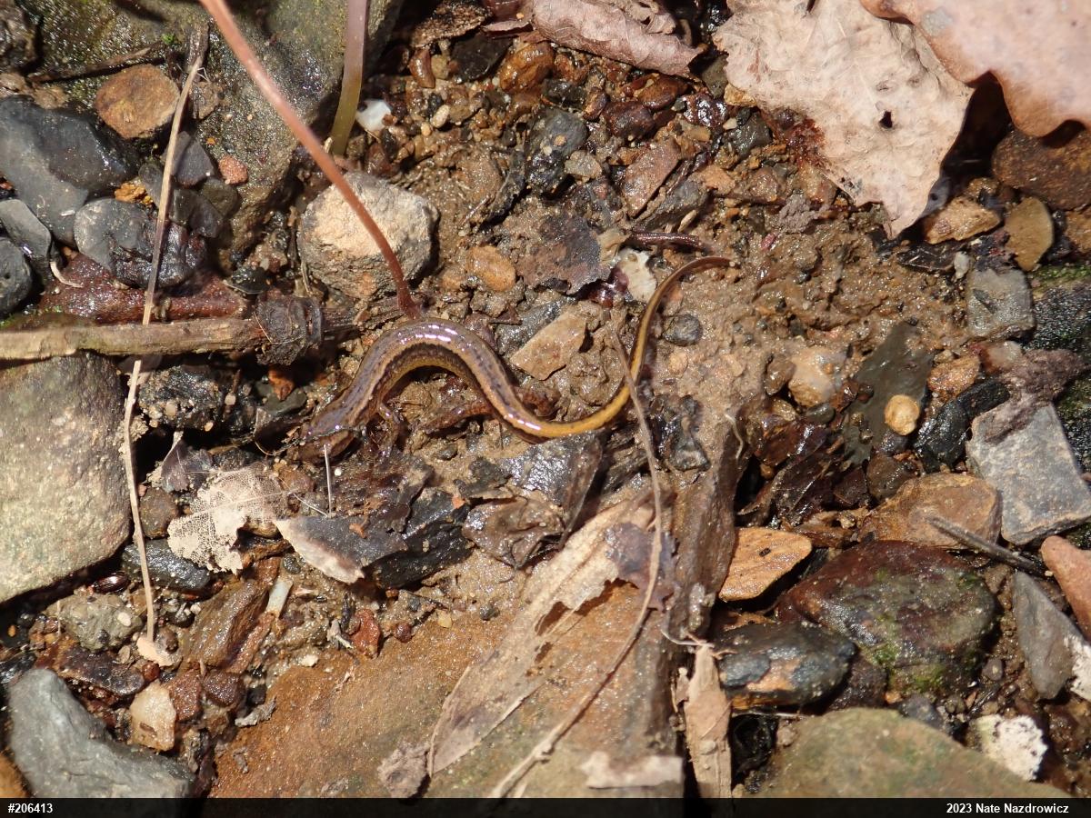 Northern Two-lined Salamander
