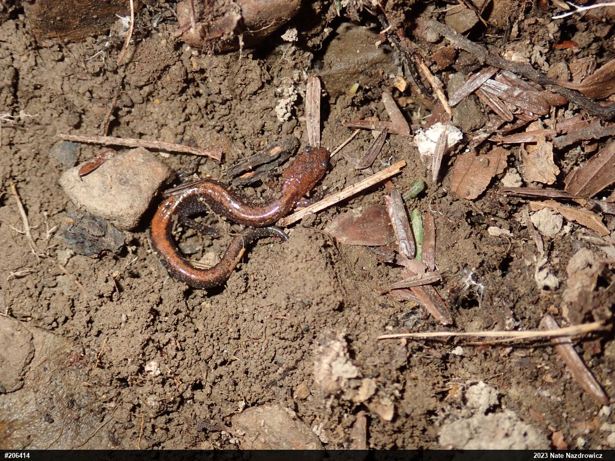 Eastern Red-backed  Salamander