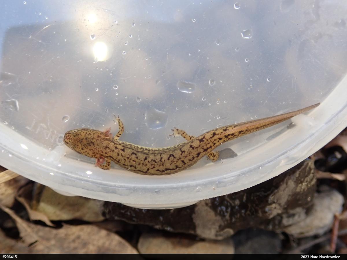 Northern Two-lined Salamander
