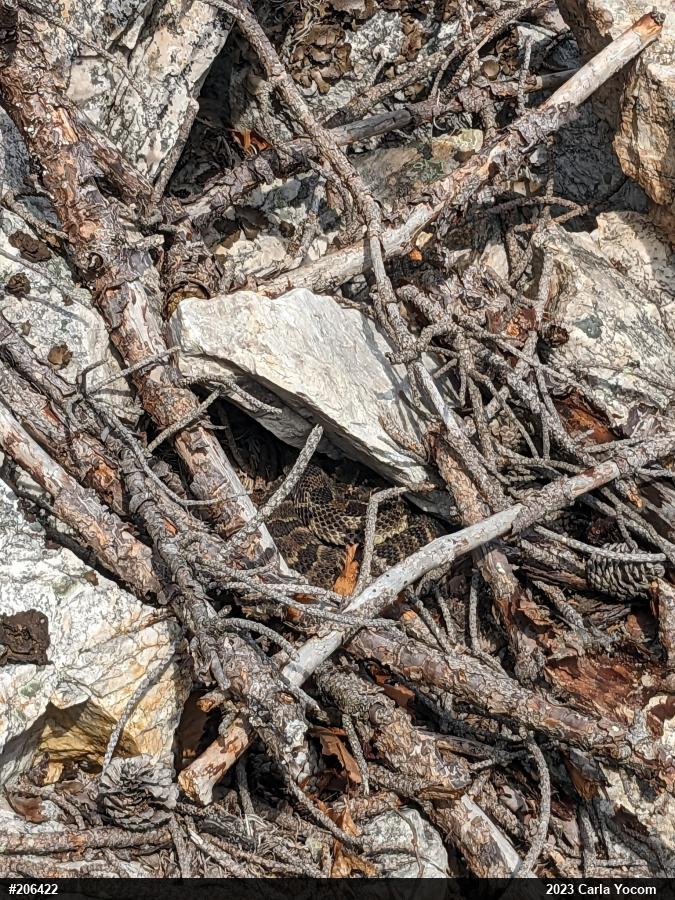 Timber Rattlesnake
