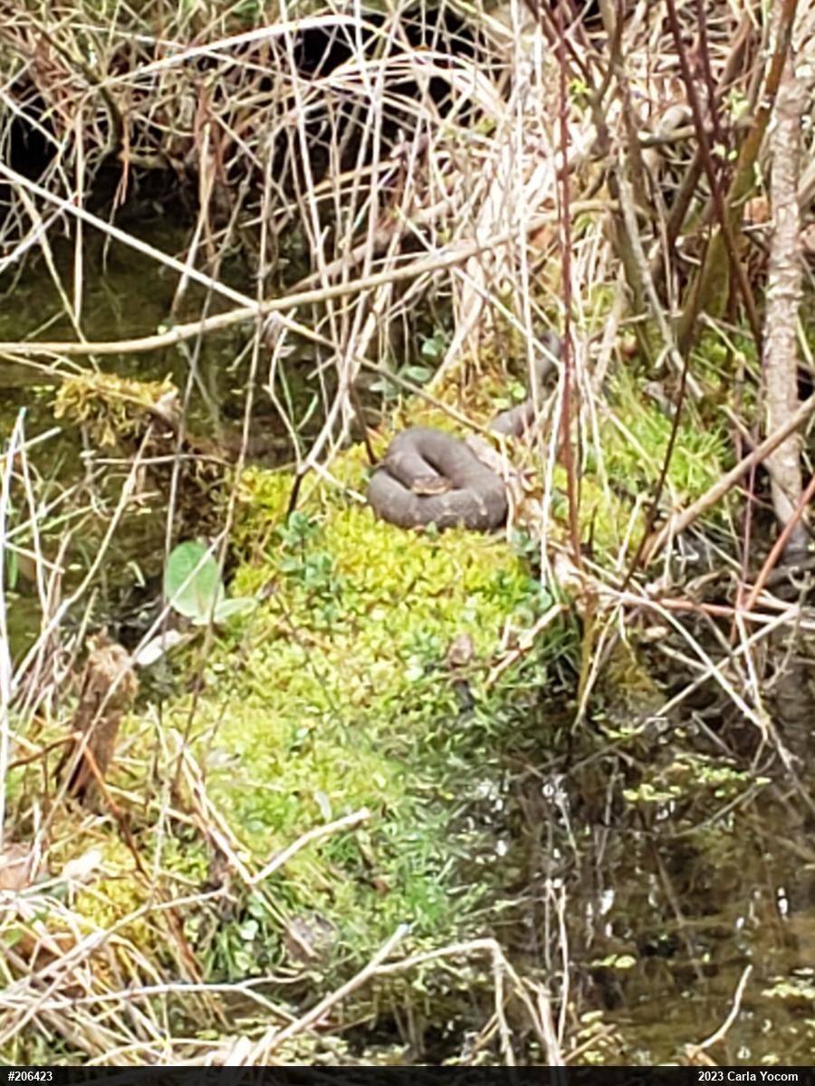Northern Watersnake