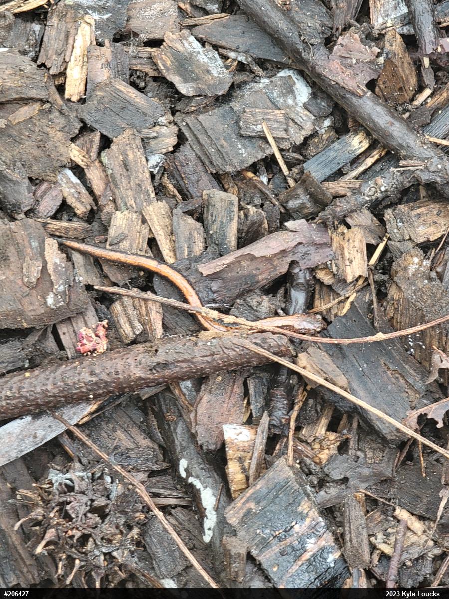 Eastern Red-backed  Salamander