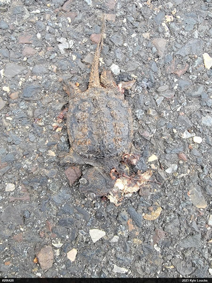 Snapping Turtle