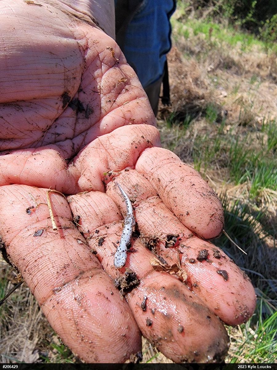 Four-toed Salamander