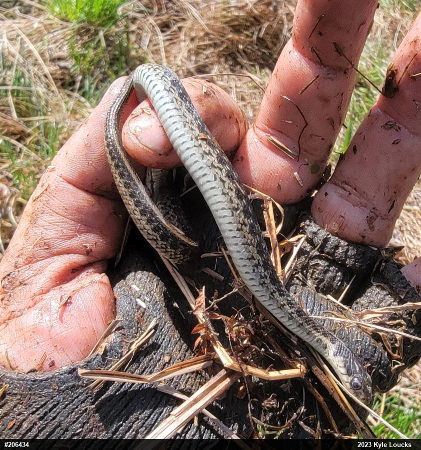Eastern Gartersnake
