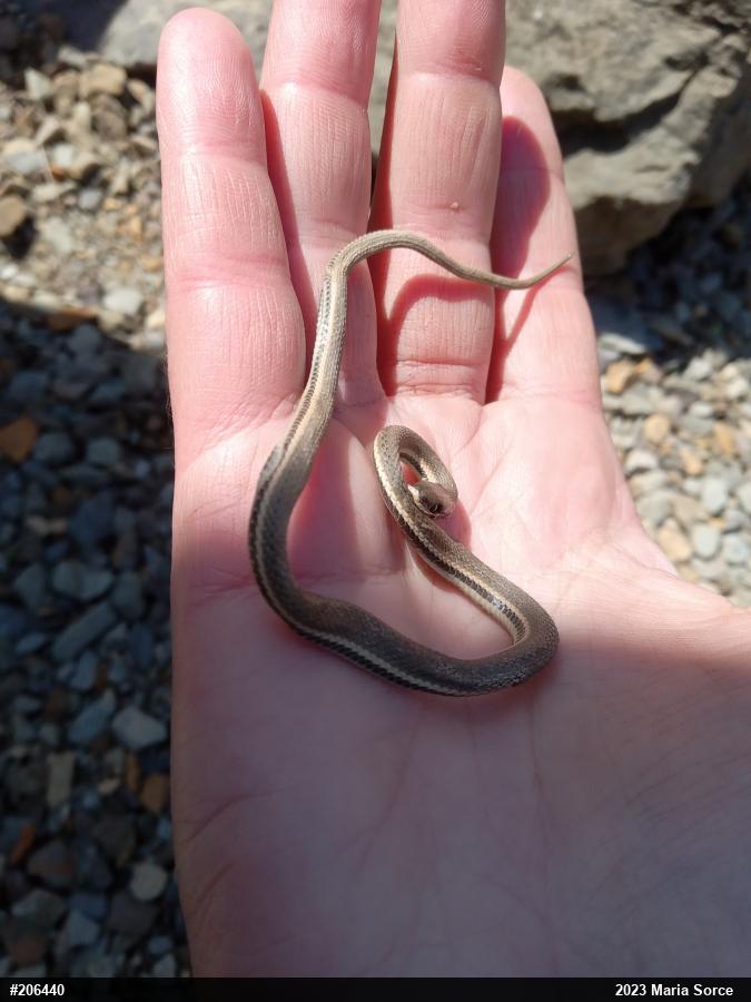 Queensnake