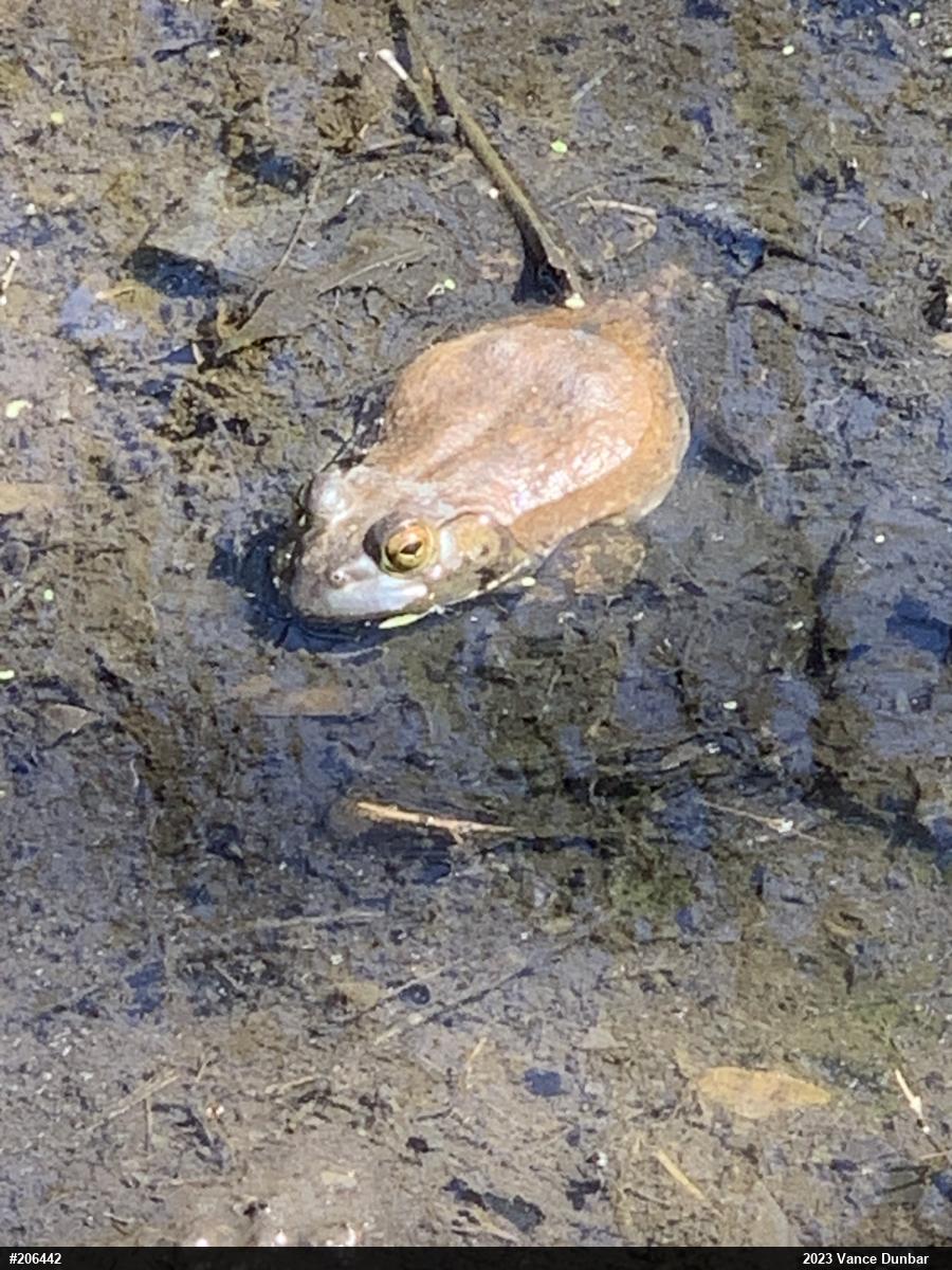 American Bullfrog