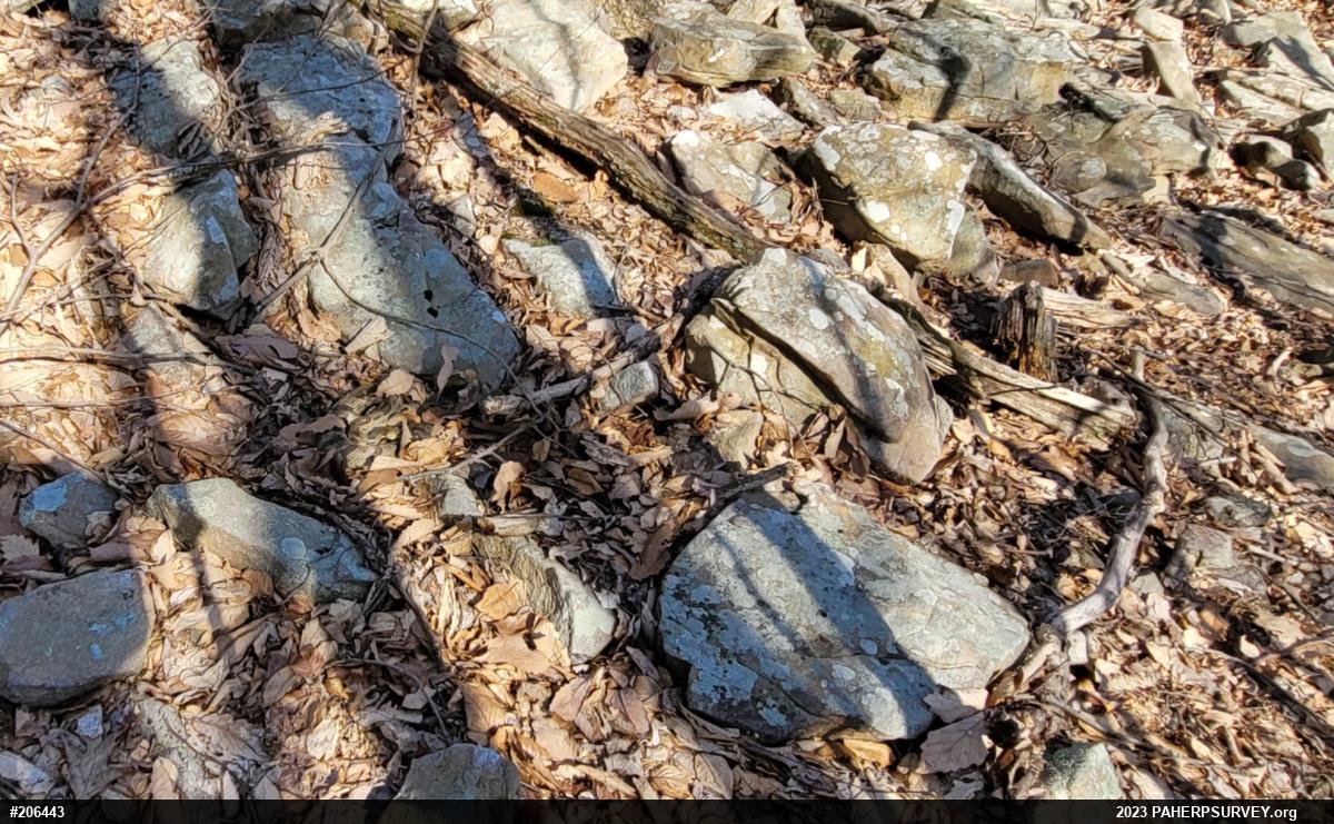 Timber Rattlesnake