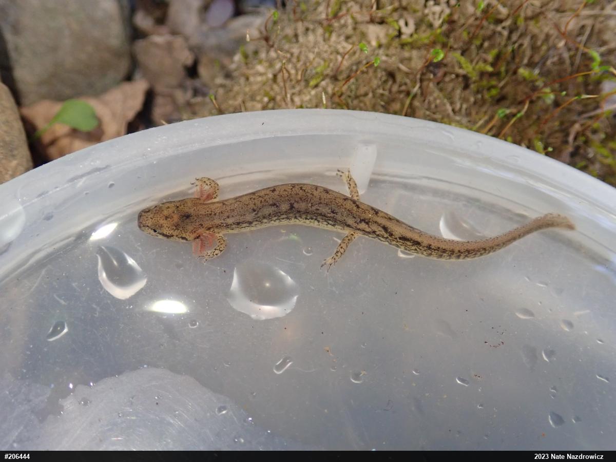 Northern Two-lined Salamander