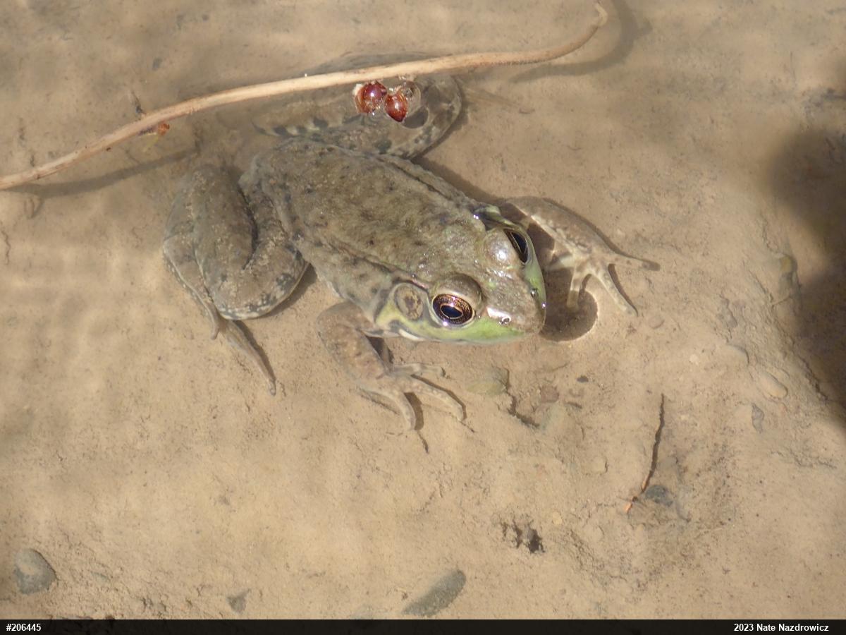 Green Frog