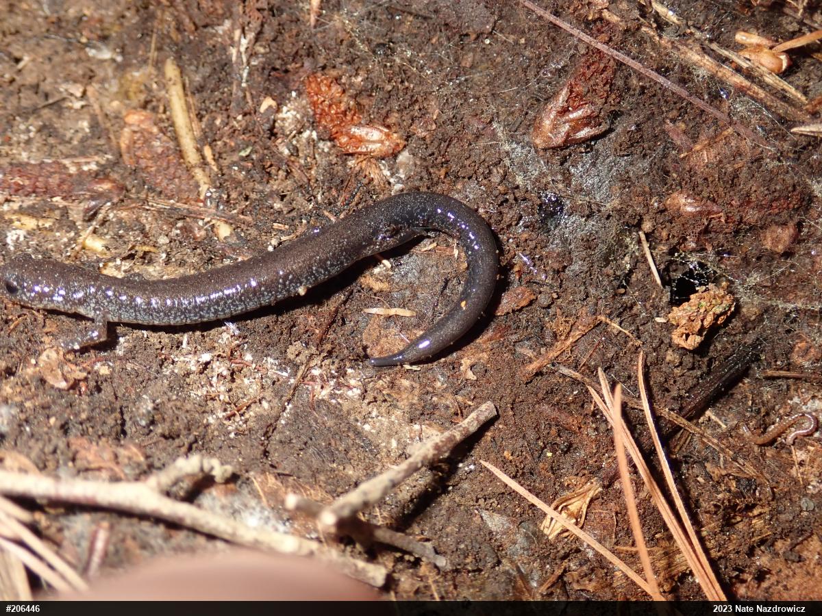 Eastern Red-backed  Salamander