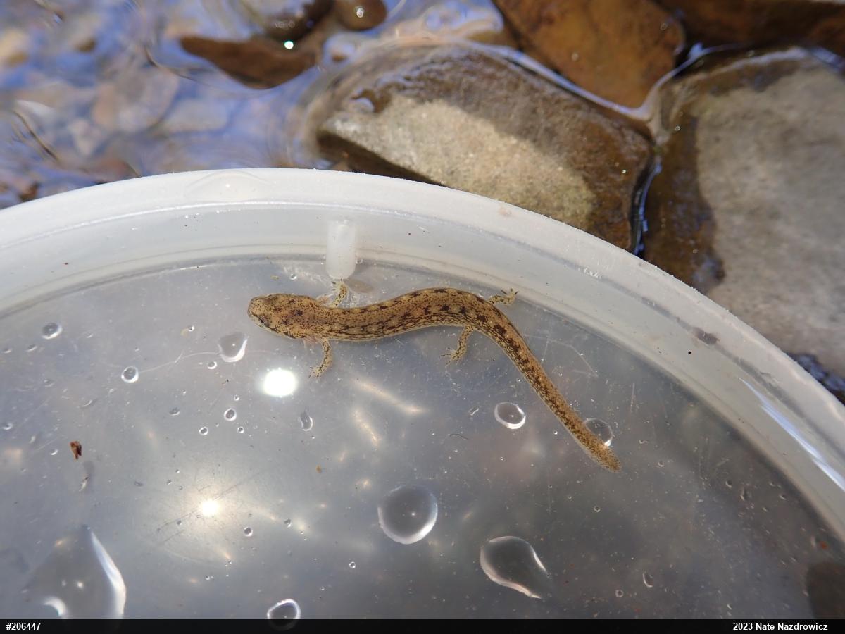 Northern Two-lined Salamander