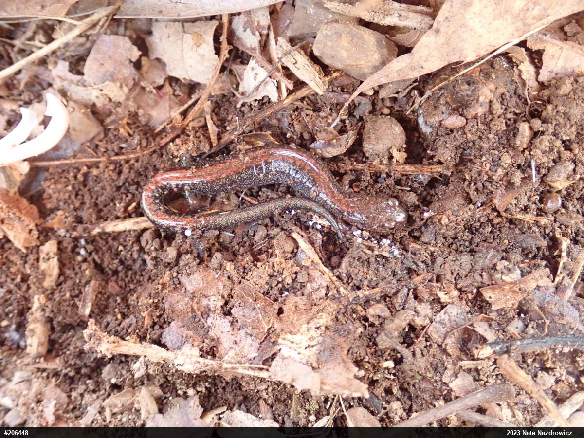 Eastern Red-backed  Salamander