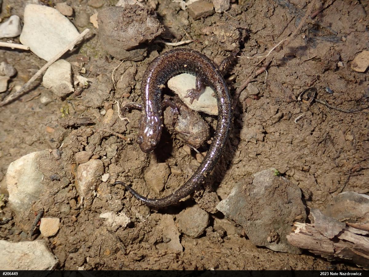 Eastern Red-backed  Salamander