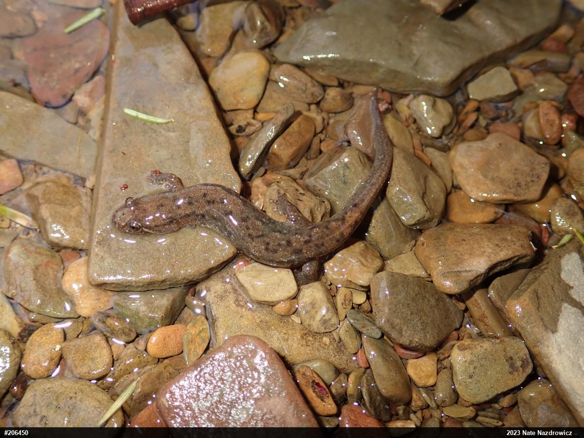 Northern Dusky Salamander