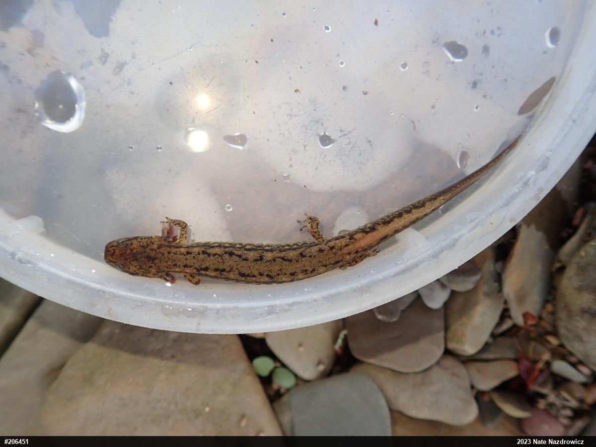 Northern Two-lined Salamander
