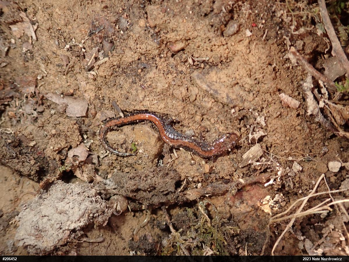 Eastern Red-backed  Salamander