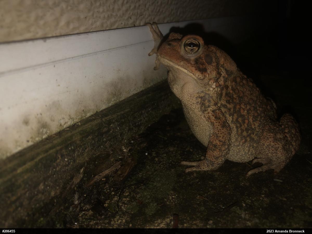 Eastern American Toad