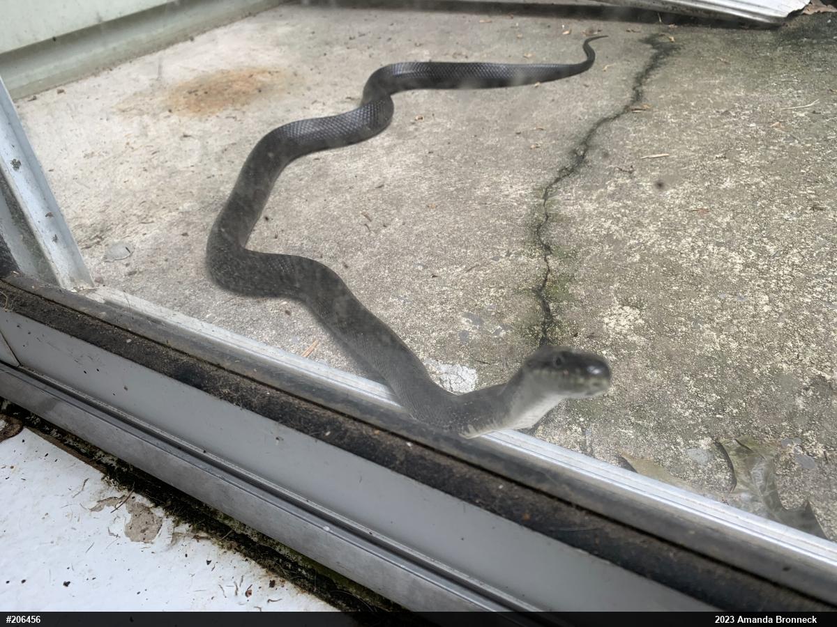 Eastern Ratsnake