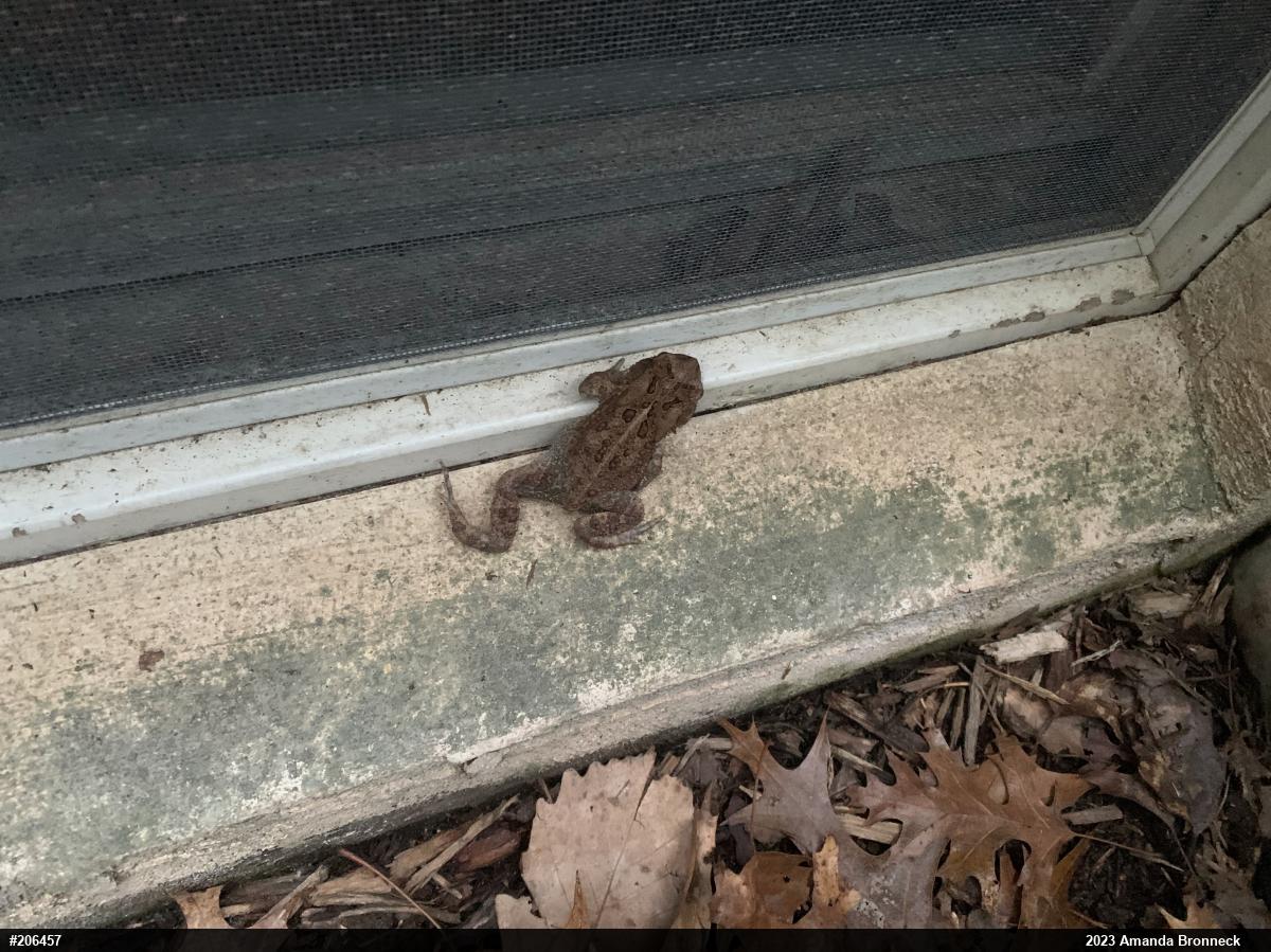 Eastern American Toad