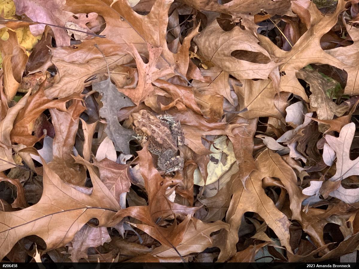Eastern American Toad