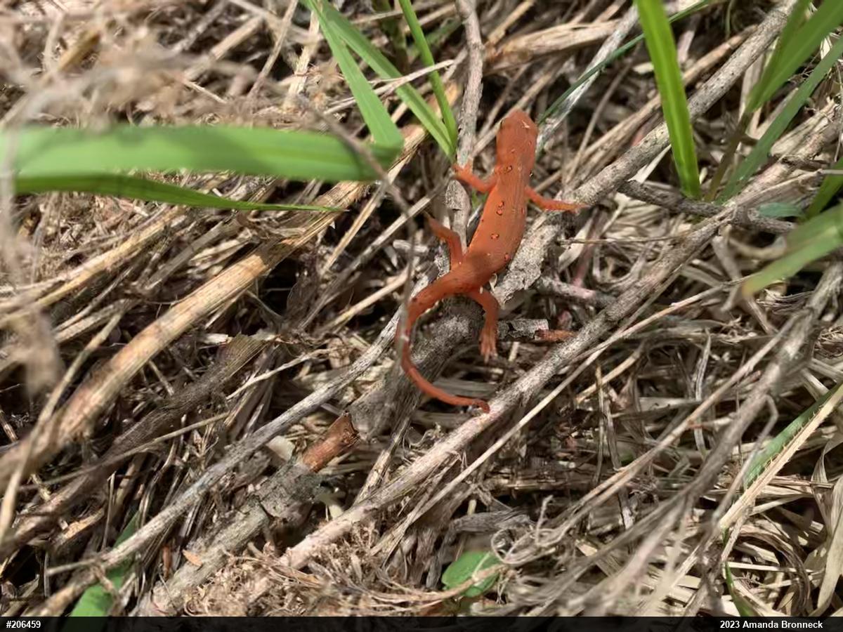 Red-spotted Newt