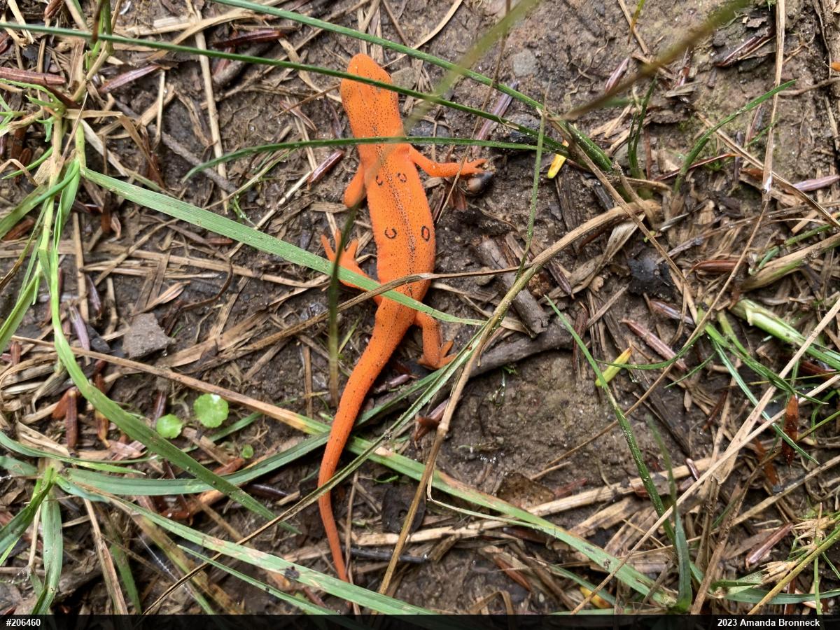 Red-spotted Newt