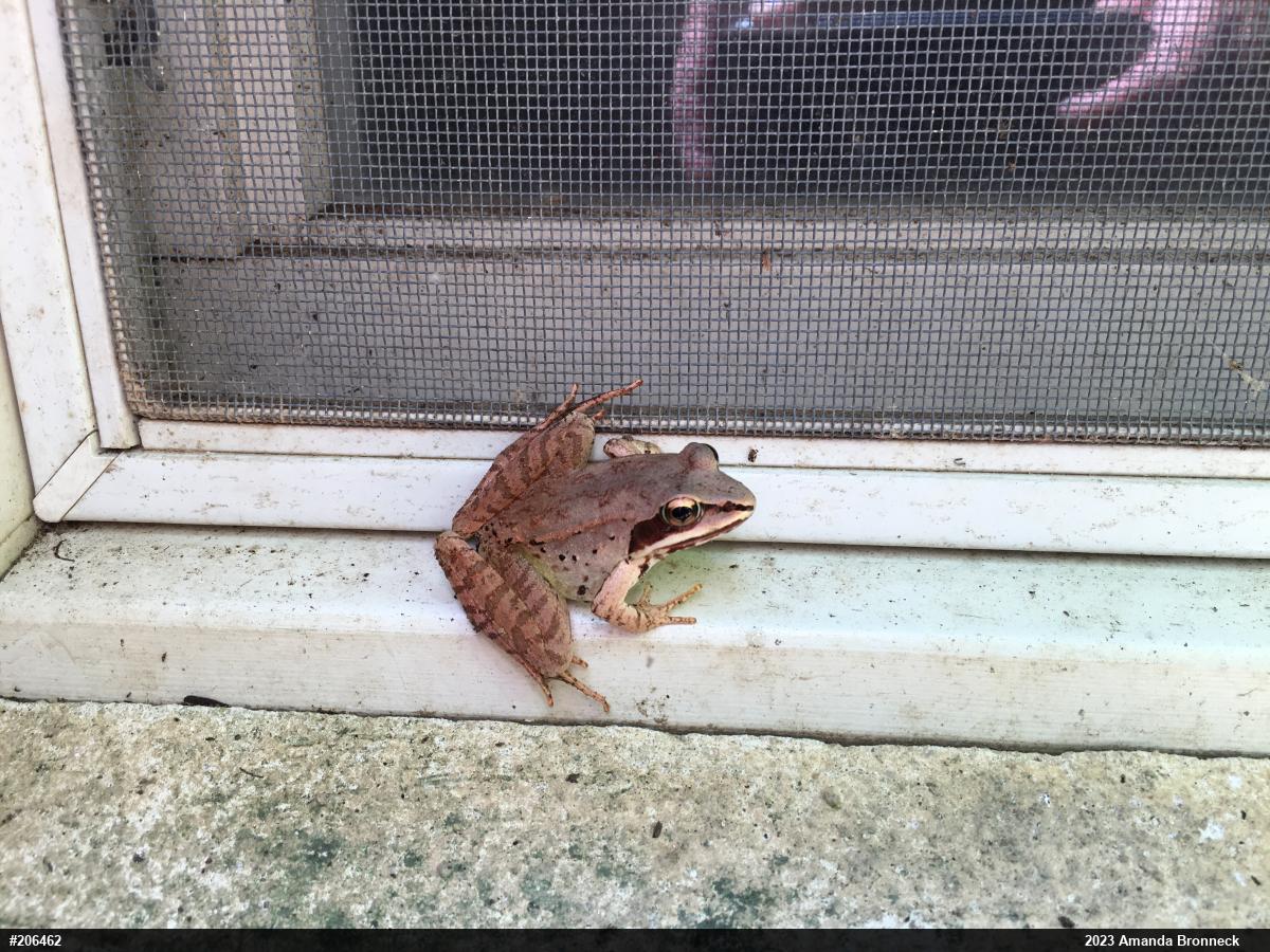 Wood Frog