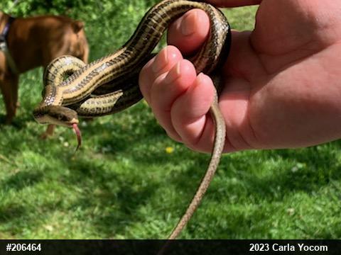 Queensnake