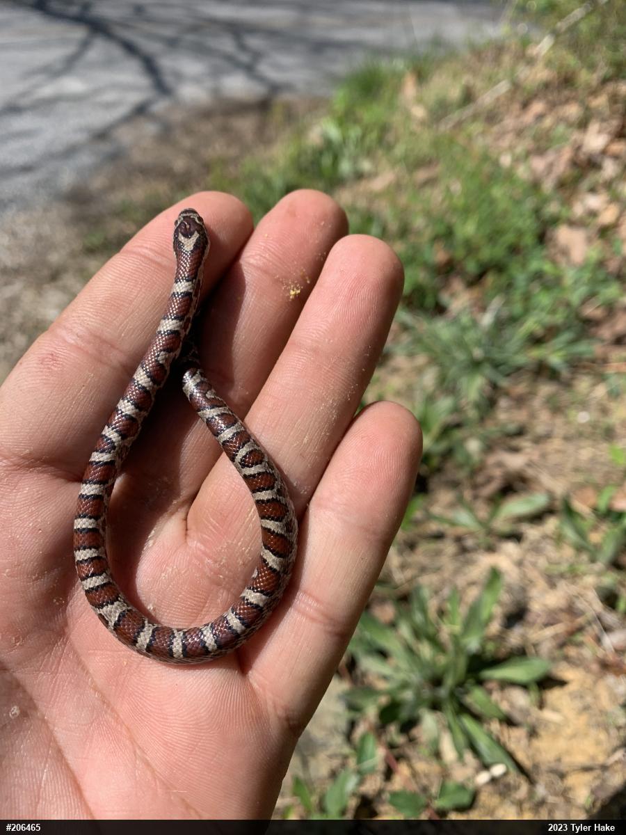 Eastern Milksnake