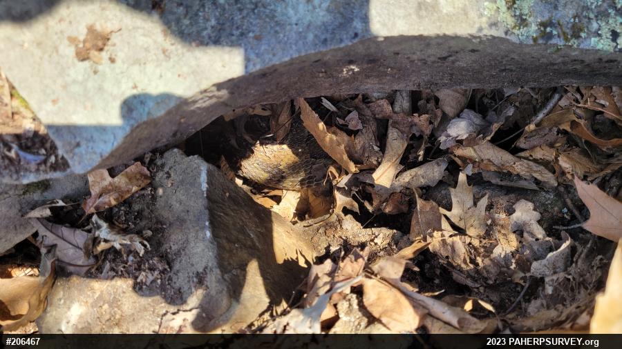 Timber Rattlesnake