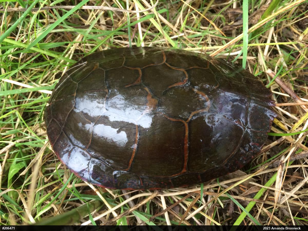Midland Painted Turtle