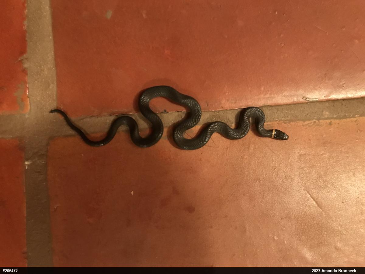 Northern Ring-necked Snake
