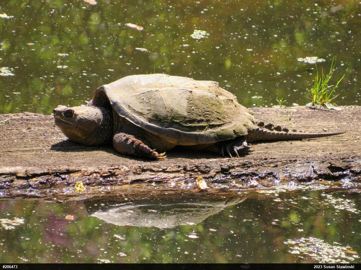 Snapping Turtle