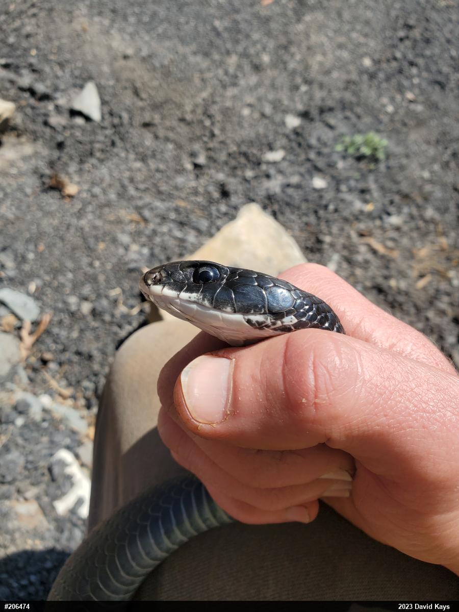 Northern Black Racer