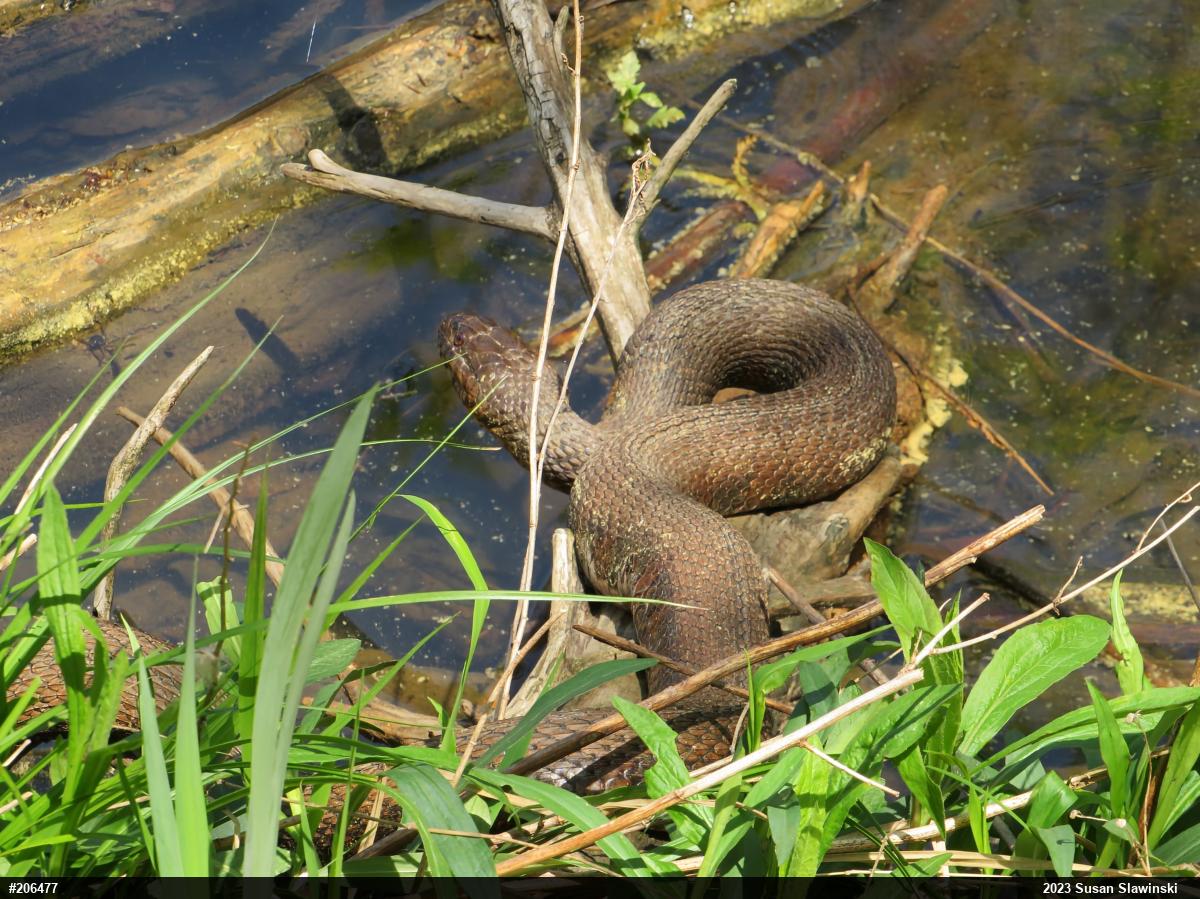 Northern Watersnake