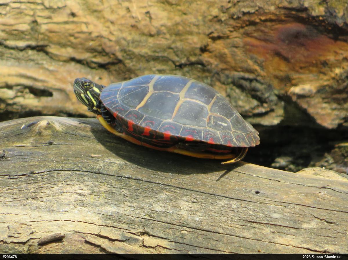 Painted Turtle