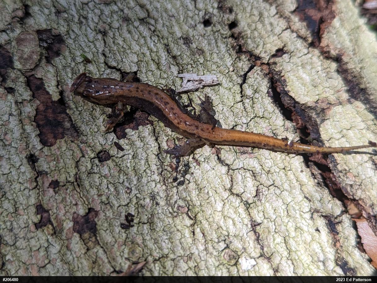 Allegheny Mountain Dusky Salamander