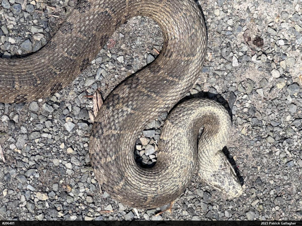 Northern Watersnake