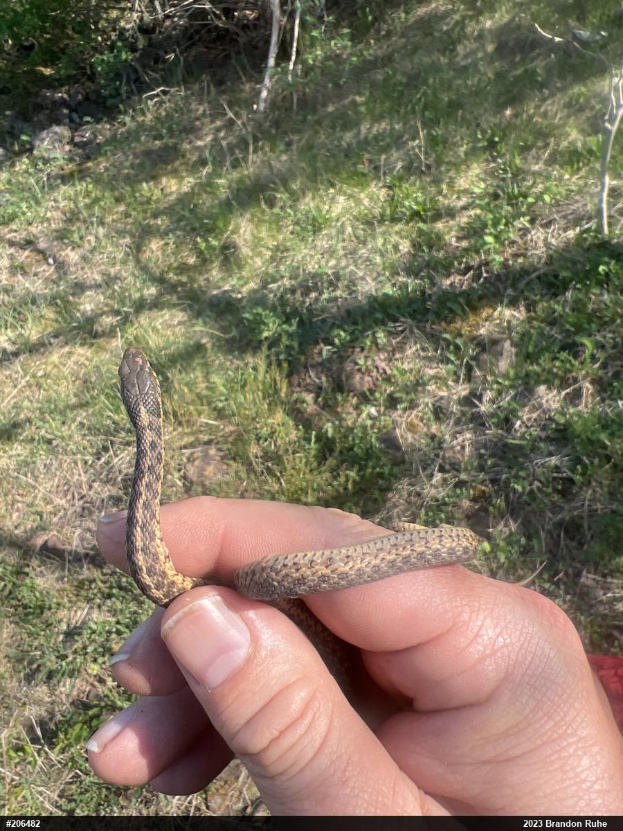 Eastern Gartersnake