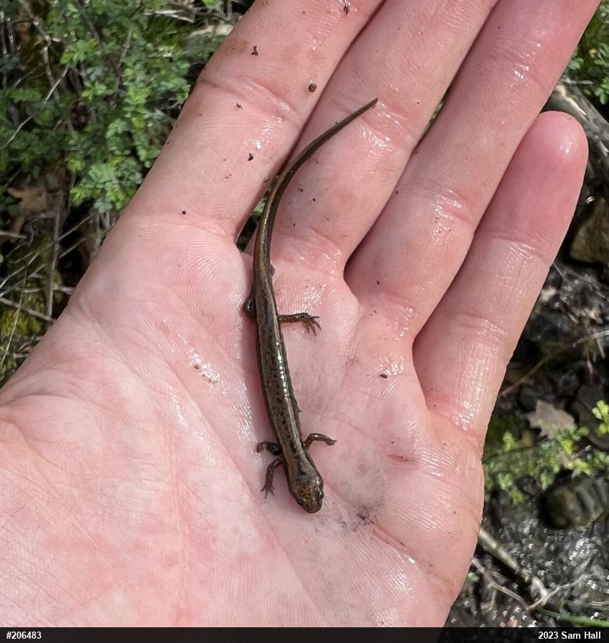 Northern Two-lined Salamander