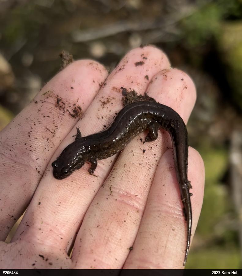 Northern Dusky Salamander