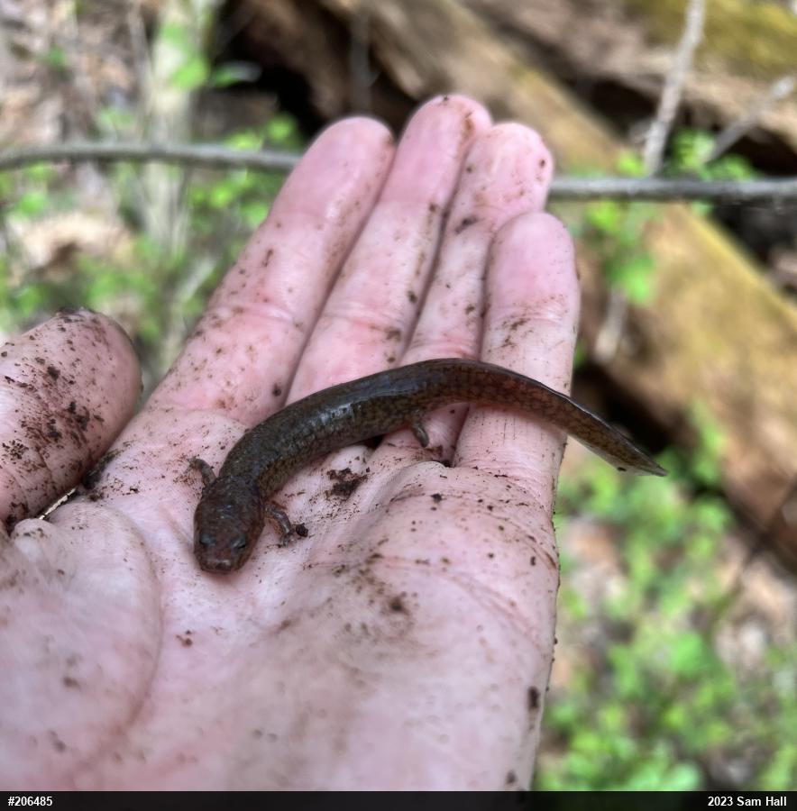 Northern Spring Salamander