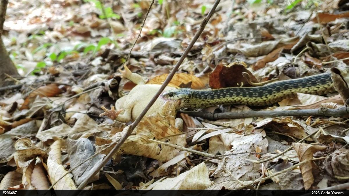 Eastern Gartersnake
