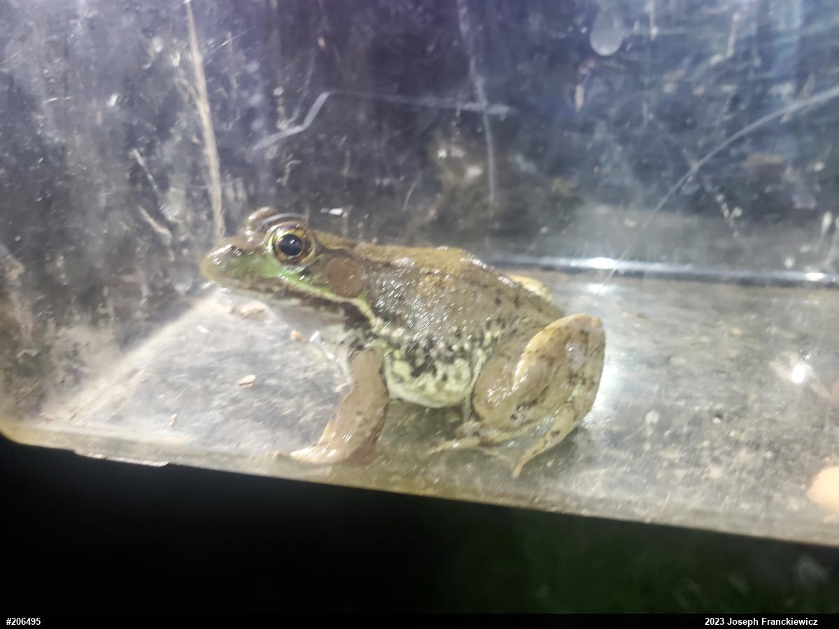 Green Frog